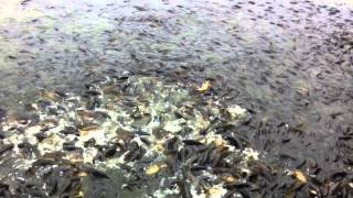 Carp feeding frenzy at Pymatuning State Park spillway [upl. by Cotter]