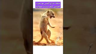 لحظة خداع النمس مع العقرب ديز صابره shorts [upl. by Brandt]