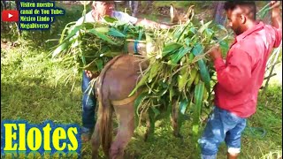 Cortando Elotes en la joya de los Mangos en la Mixteca Oaxaca 🌽 [upl. by Onairam]