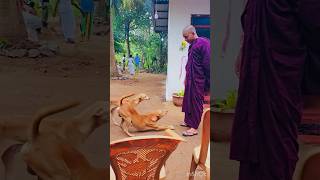 🐕🦮 hanthana sadagiriseya travel trending live dog [upl. by Deeas]