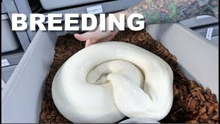 Breeding Ball Python  Looking For Eggs And Gravid Females [upl. by Ayotahc332]