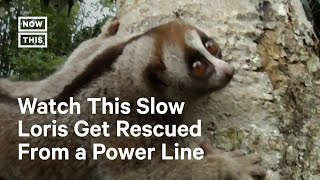 Slow Loris Rescued From Dangerous Power Line [upl. by Kevin]