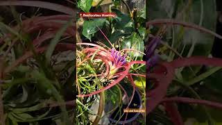 Tillandsia Brachycalous blooming airplant airplantcare plantasia flowers trending [upl. by Akemet735]