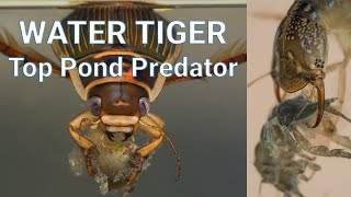 The Great Diving Beetle  Water Tiger  Pond Life Fact file [upl. by Nytsud]