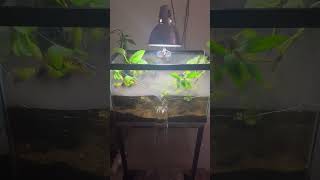 fish goldfishhome aquarium aquariumpets fishing goldfish guppy mygoldfishchannel petsvlog 🐠 [upl. by Amin]