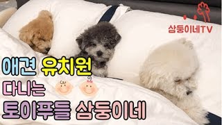 삼둥이네TV 애견유치원 다니는 토이푸들 삼둥이네 ㅣ 역삼 엘리유치원 [upl. by Maritsa]