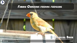 Female cardinal feeding fledgling [upl. by Aidyl819]