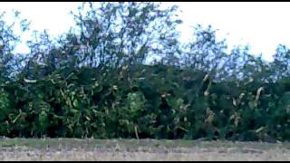 flail hedge cutting [upl. by Moyra]