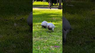 Grey corella native bird of Australia cockatoo parrotlover birdspecies animaldocumentary [upl. by Hawkie207]