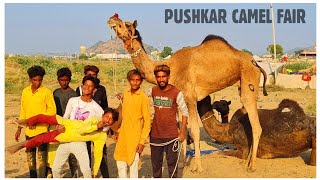 Pushkar Mela 2021 Camel Market  पुष्कर मेले का ऊंट बाजार [upl. by Timi]