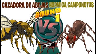 AVISPA CAZADORA DE ABEJAS VS HORMIGA CAMPONOTUS  ROUND 1 [upl. by Kaila]