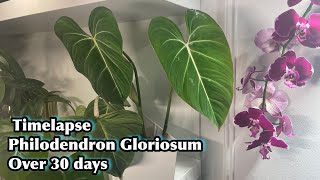 Philodendron Gloriosum Timelapse over 30 days  plant Timelapse [upl. by Fortunia483]