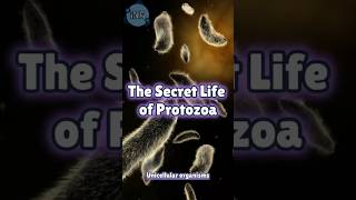 Unseen LIFE in Water Meet the PROTOZOA [upl. by Taub]