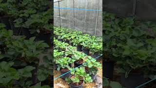 Strawberry farm in Sri Lanka nuwaraeliya strawberry viralvideo [upl. by Easton]