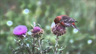 Finch Eats Thistle Seeds [upl. by Lunna]