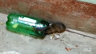 Stupid Mouse Trap  Stupid Mouse  Easy MouseRat Trap Best Mouse Trap [upl. by Kosey472]