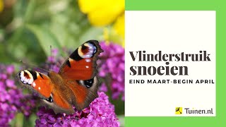 Vlinderstruik snoeien eind maart begin april  Tuinennl [upl. by Avan]