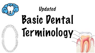 Basic Dental Terminology  UPDATED [upl. by Nauqet]