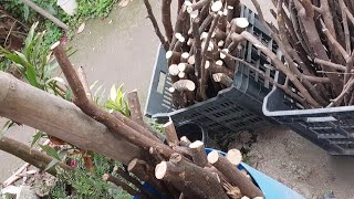 Growing Bougainvillea From Cuttings [upl. by Nerac999]