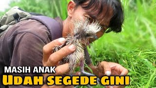 DITEMUKAN ANAK BURUNG PREDATOR BERSARANG DI DALAM SEMAK BELUKAR [upl. by Yetah429]