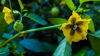 Wilde Tomatillo im heimischen Garten  09102024 [upl. by Thad]