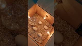 New Egg Incubator incubator viral trending hatching [upl. by Bigler]