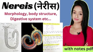 Morphology of nereis nereis bsc 1st year zoology nereis full lecture in Hindi bsc zoology lion [upl. by Eiramanad465]