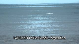 Ballenas en Villa Gesell  Argentina [upl. by Alegnasor486]