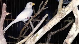 Albinos Pepitero de collar saltator aurantiirostris De dónde provienen las aves albinas [upl. by Tzong397]