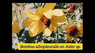 Documentary on Himalayan Bumblebees [upl. by Sirret]