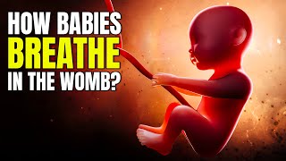 How Babies Breathe in the Womb A Fascinating Look [upl. by Knah]