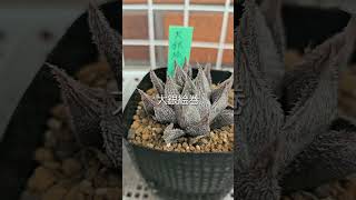 ハオルチア モンロー 大銀絵巻 タランチュラ haworthia [upl. by Dlorrej923]