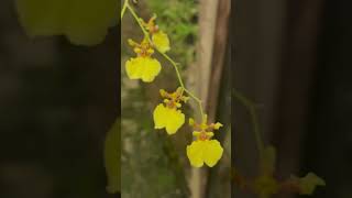 Oncidium bifoliumstampswithsara XtremePhilately philately SriLanka orchids oncidium [upl. by Evvie390]