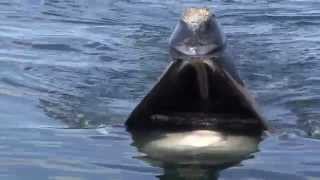 A Close Look Skim Feeding Right Whales [upl. by Dewey997]