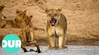 Lion Country Cubs of Two Prides Fight for Survival  Our World [upl. by Leede]