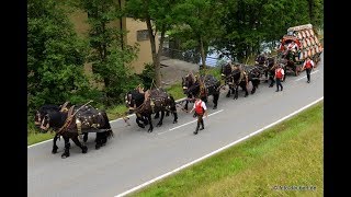 Pichelsteiner Festzug 2017  20 Minuten mit dem 10er Zug durch die Stadt Regen [upl. by Glover821]