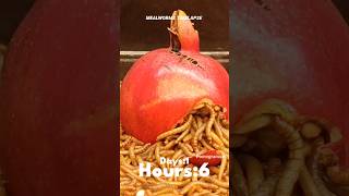 Mealworms Vs Pomegranate timelapse mealworms insects food wormlapse insects fruit shorts [upl. by Dosia]