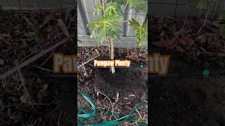 From Seed to Sweetness The Cultivating Curmudgeons Pawpaw Adventure [upl. by Chainey]