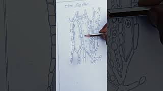 Drawing of phloem shortsartyoutube [upl. by Dupin543]