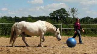 Ballspiele mit dem Pferd  Nasenfußball mit Maraschino [upl. by Fanchon]