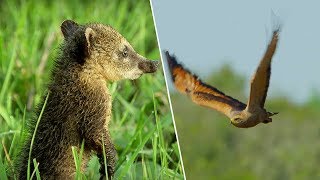 Young Coati vs Hawk  Wild Brazil  BBC Earth [upl. by Towroy]