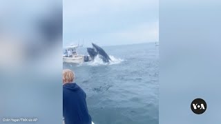 Whale surfaces capsizes fishing boat off New Hampshire coast VOA News [upl. by Joannes]