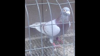 racing pigeons how to train your pigeons for beginners [upl. by Odnomar]