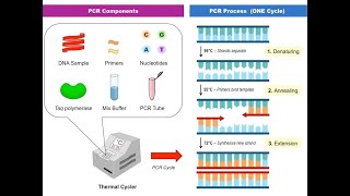 Polymerase Chain Reaction PCR Synthesis [upl. by Irahs574]