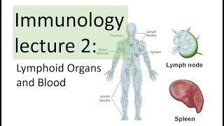 Immunology Lecture 2  Primary and Secondary Lymphoid Organs and Blood Hematopoiesis [upl. by Yhtorod]