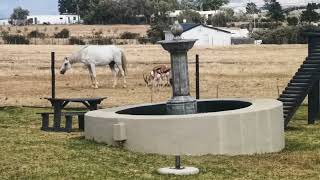 Spring Bok And 2 Horses In Wellington Cape Town Bains Kloof SouthAfrica [upl. by Yeliab]