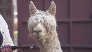 National Alpaca Show coming to Denver this weekend [upl. by Htiderem]