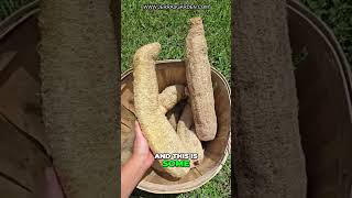 Amazing Giant Luffa Best Variety For Wide and Long Sponges [upl. by Klingel]