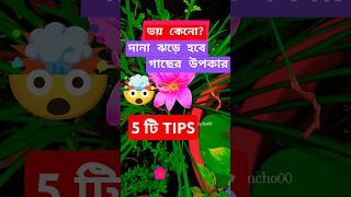 দানা ঝড়ে হবে গাছের উপকার5টি টিপস দানাDanagardenytshortsshortsplantcarebudgetterracegarden [upl. by Rillis]