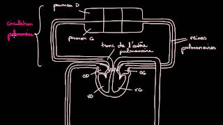 Circulation pulmonaire et circulation systemique [upl. by Htnicayh]